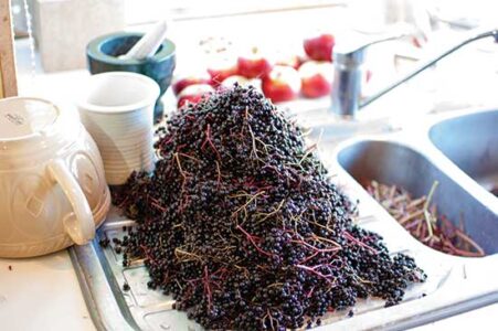How to Make Easy Herbal Oils, Salves, and Syrups Image